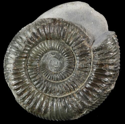Dactylioceras Ammonite Fossil - England #52664